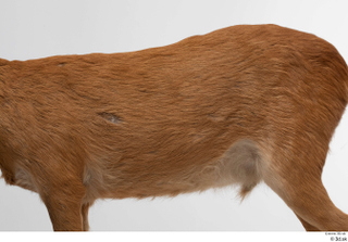 European roe deer back body 0003.jpg